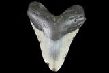 Bargain, Fossil Megalodon Tooth - North Carolina #101445-1